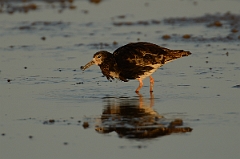 David Plant Photography - Wildlife Photography - Ruff - H